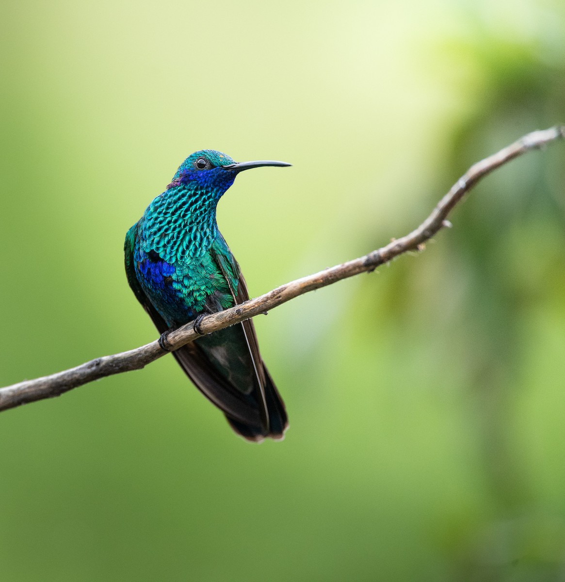 Sparkling Violetear - ML632236429