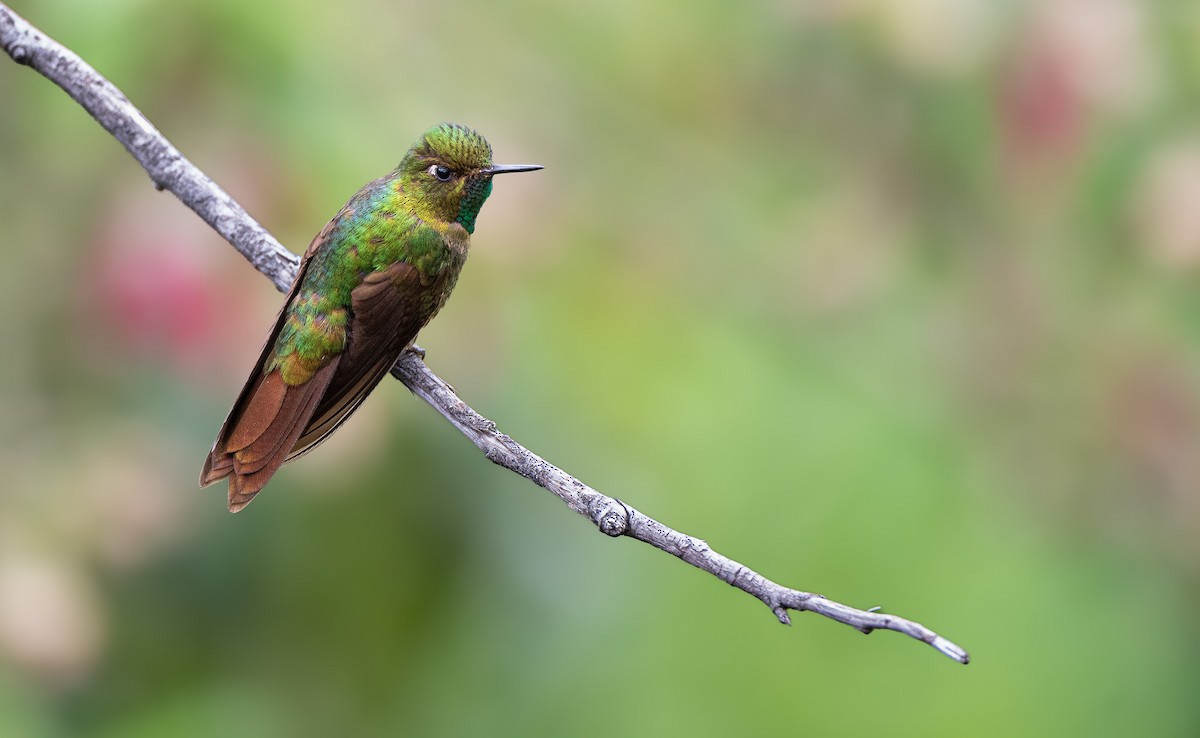 Tyrian Metaltail - ML632236435