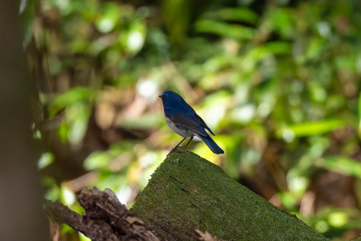 Red-flanked Bluetail - ML632236444
