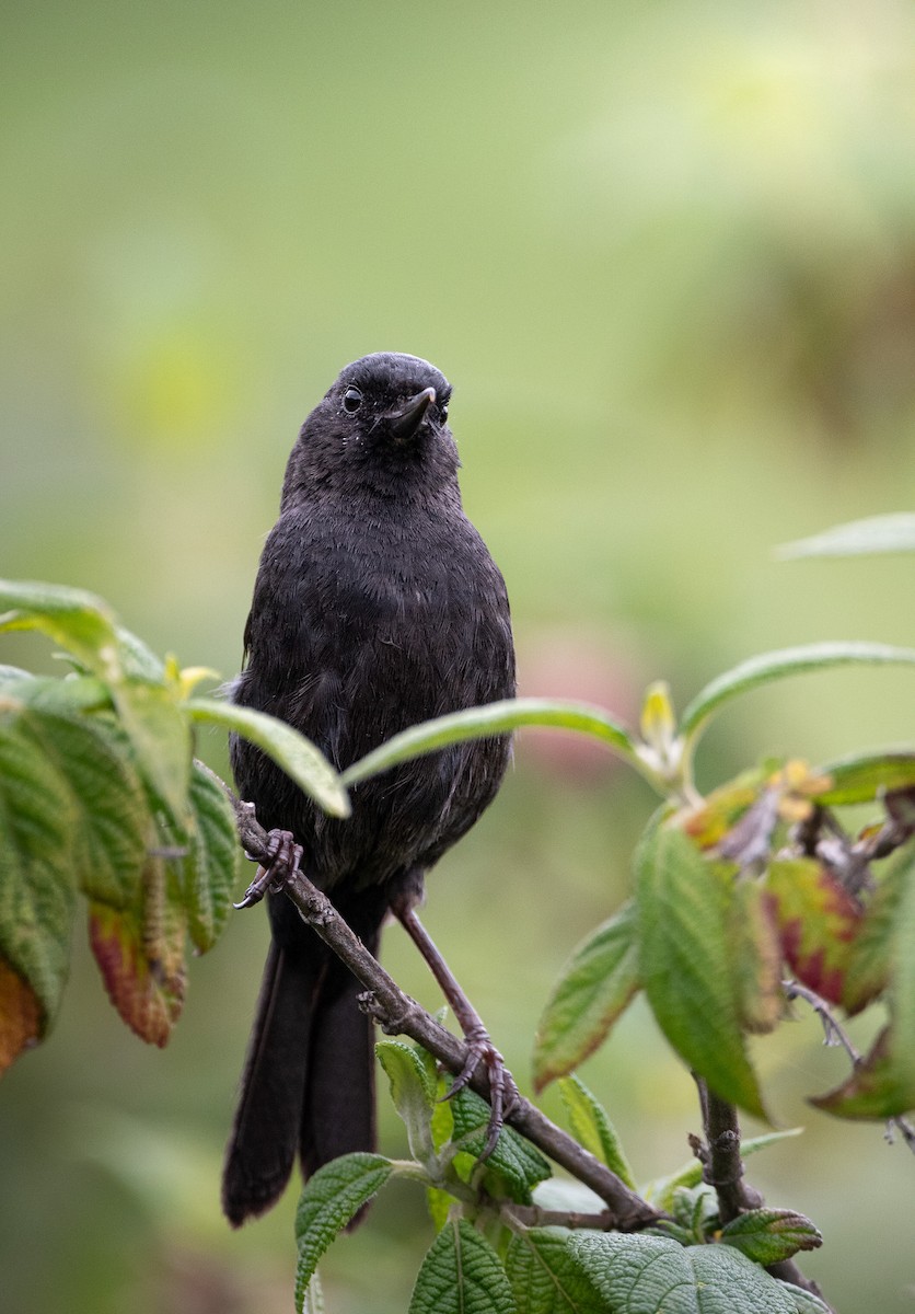 Black Flowerpiercer - ML632236448
