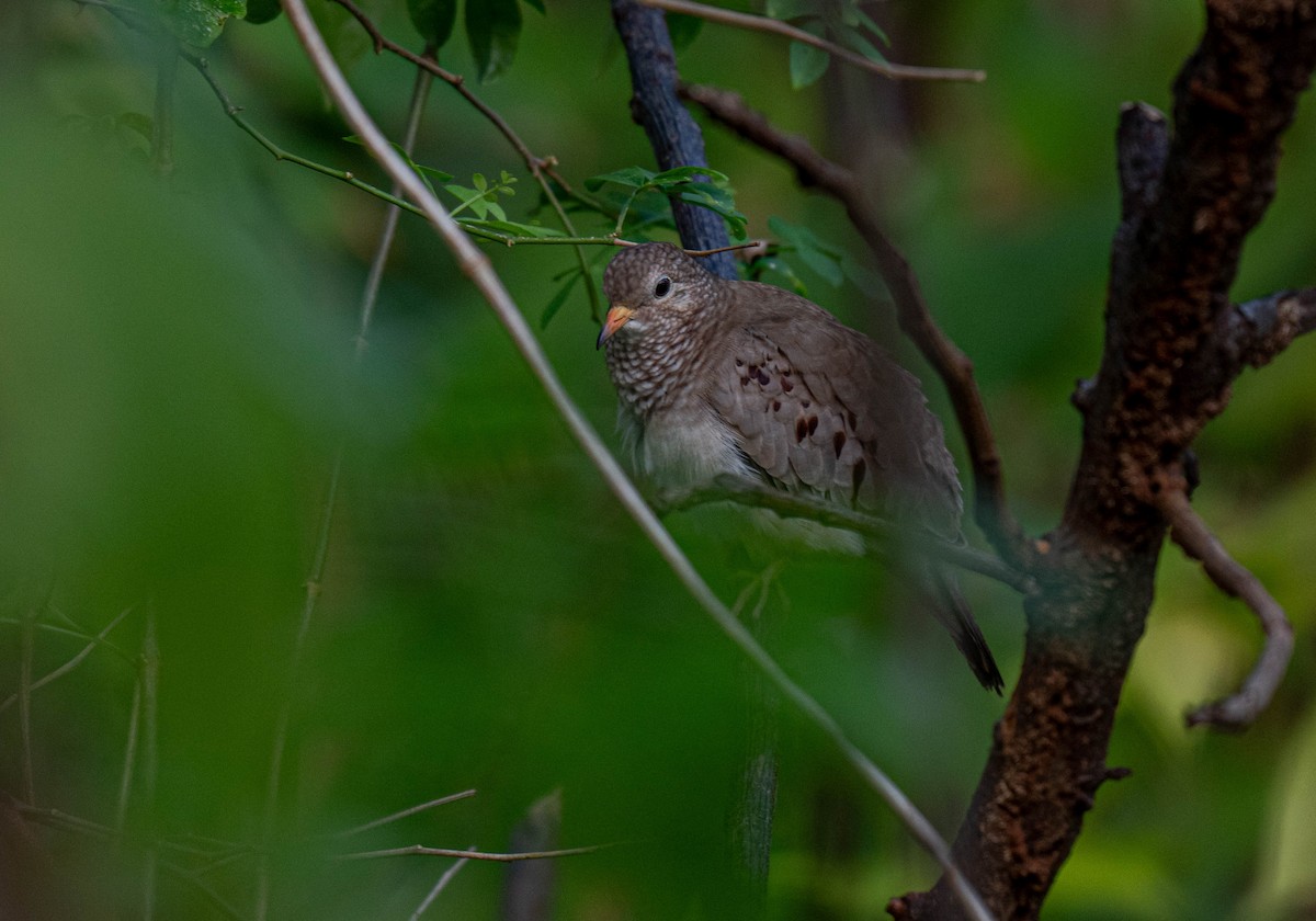 Common Ground Dove - ML632236473