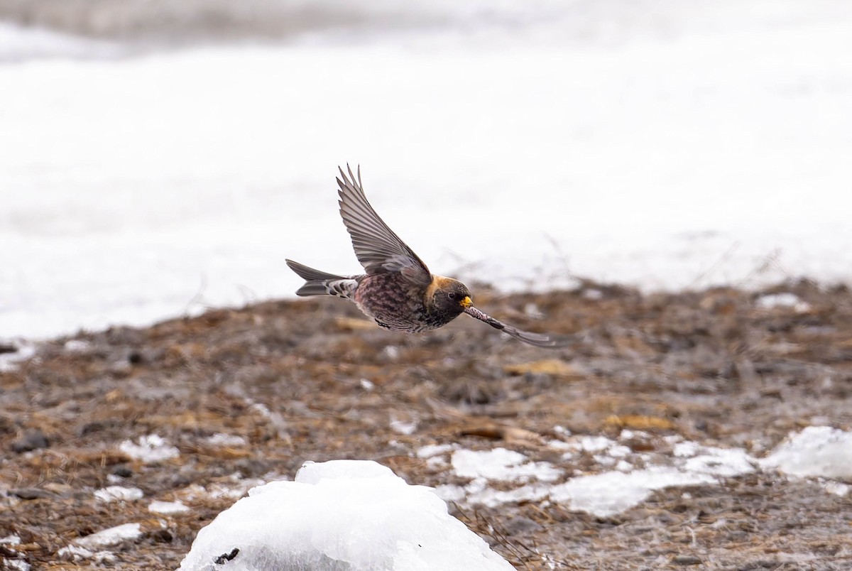 Asian Rosy-Finch - ML632236484