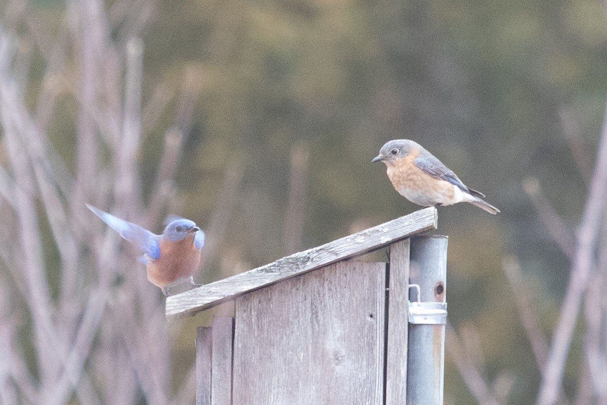 Eastern Bluebird - ML632236530