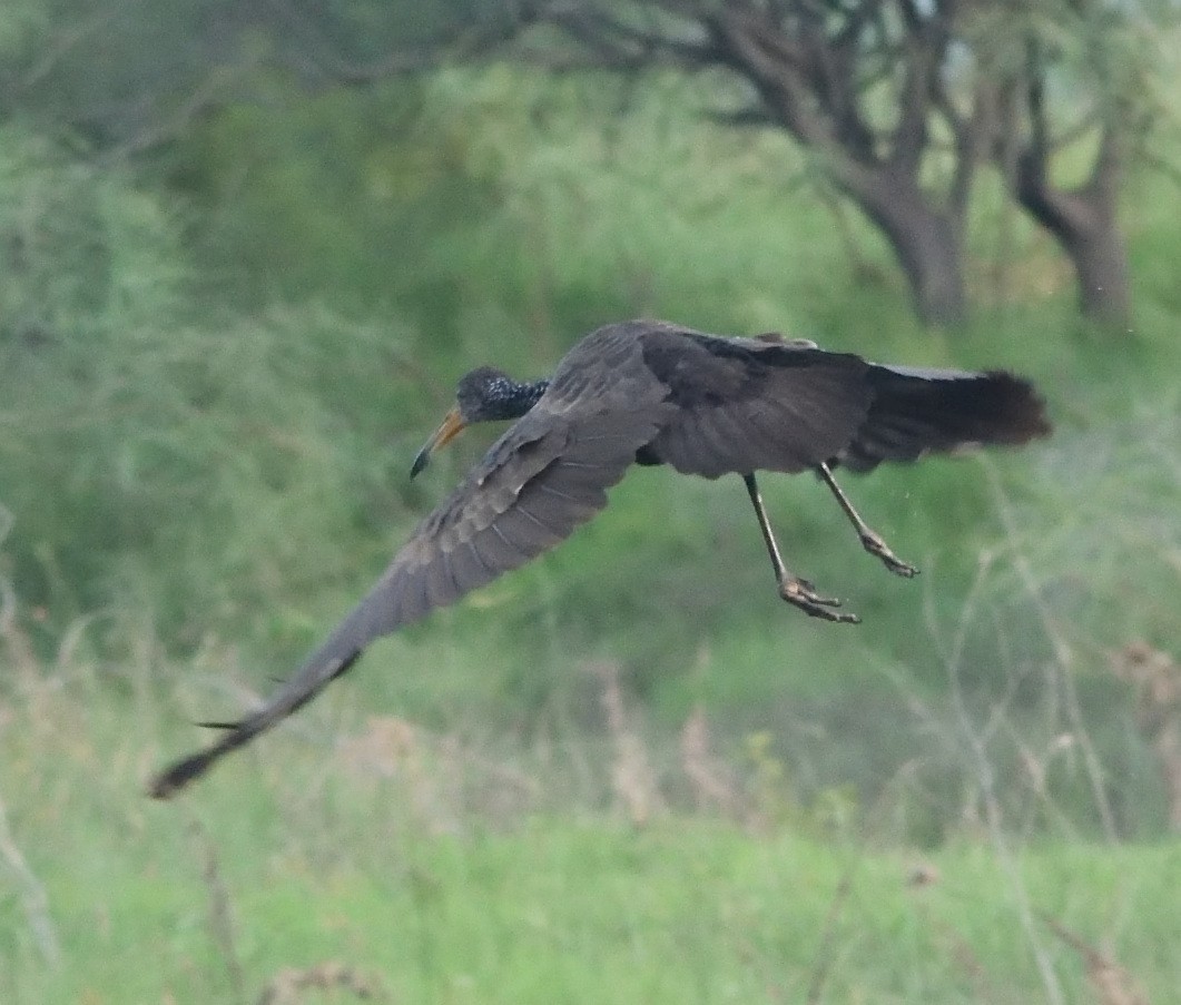 Limpkin - ML632236621