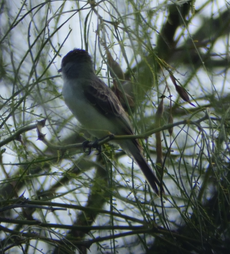 White-naped Xenopsaris - ML632236627