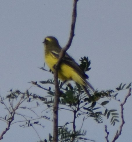 Yellow-browed Tyrant - ML632236640