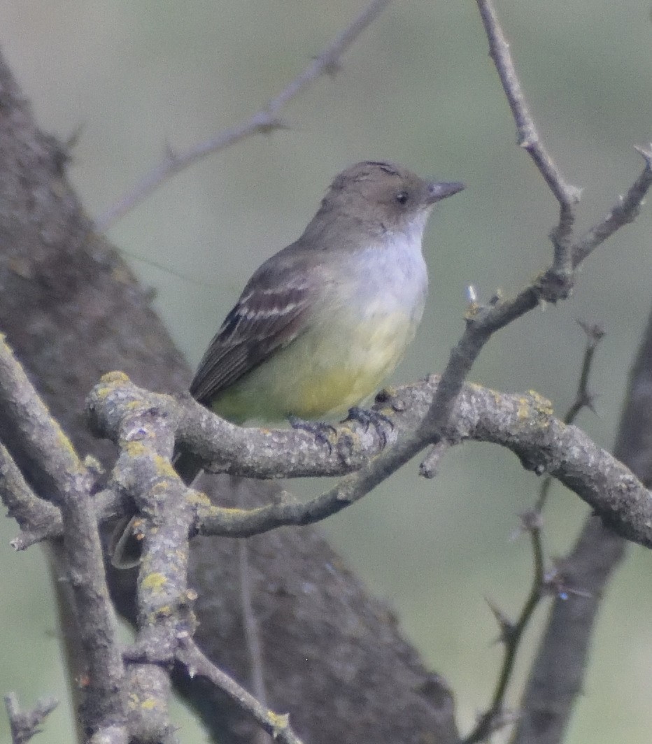 Swainson's Flycatcher - ML632236644