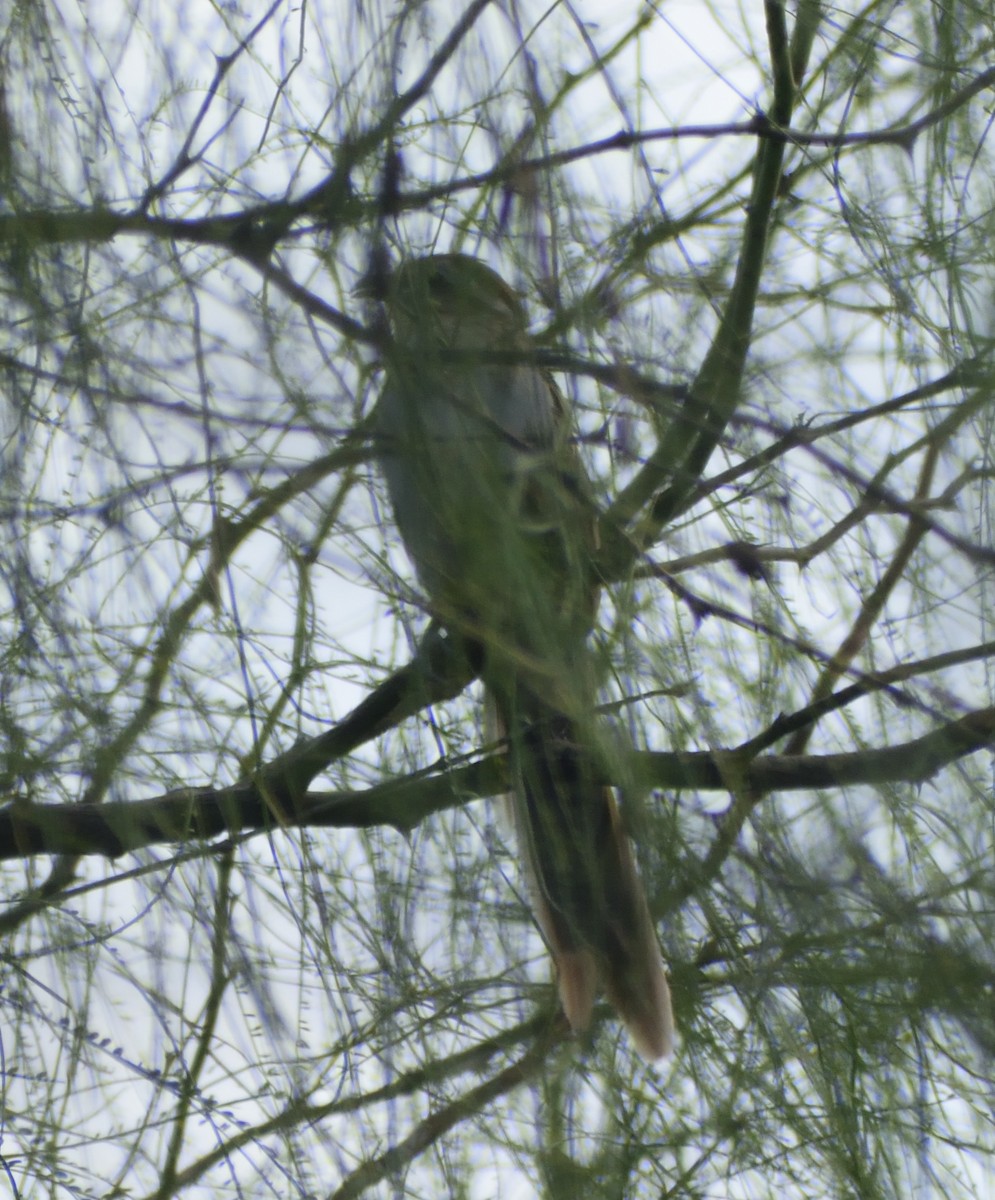 Striped Cuckoo - ML632236816