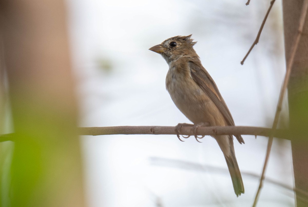 Indigo Bunting - ML632236896