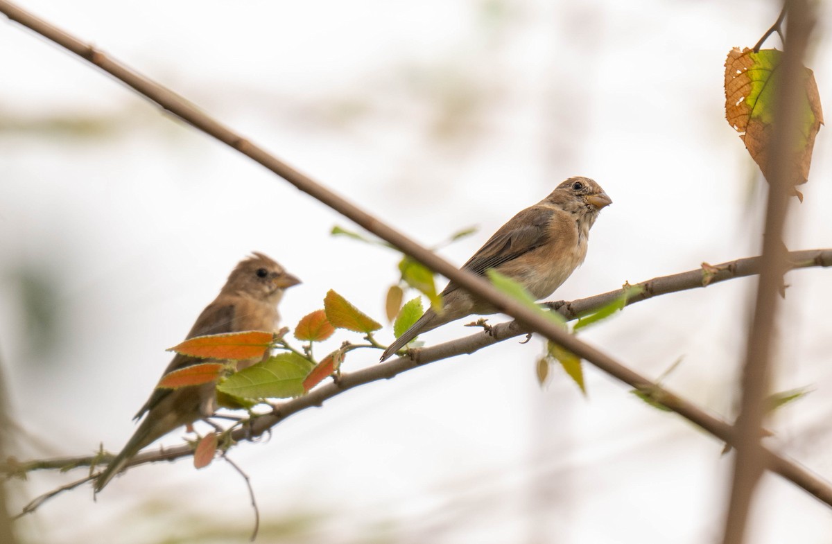 Indigo Bunting - ML632236900