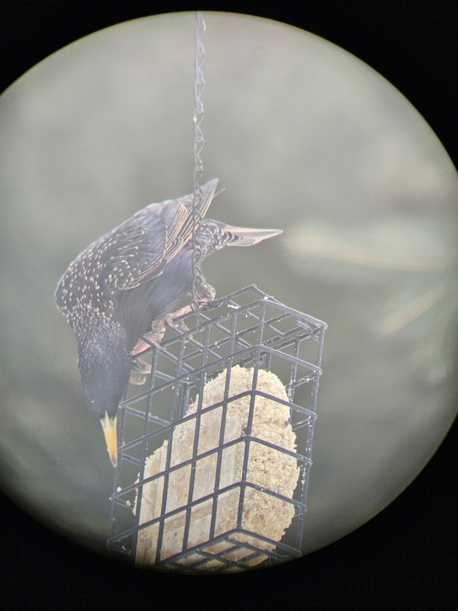 European Starling - ML632236989