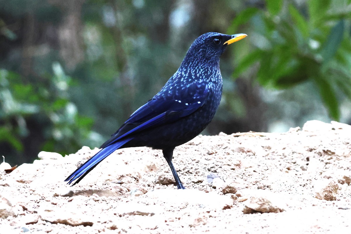 オオルリチョウ - ML632237241