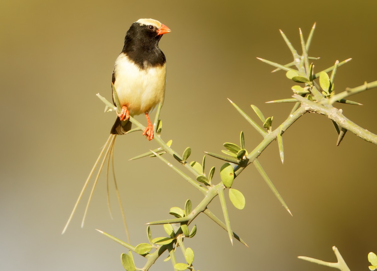 Straw-tailed Whydah - ML632237280