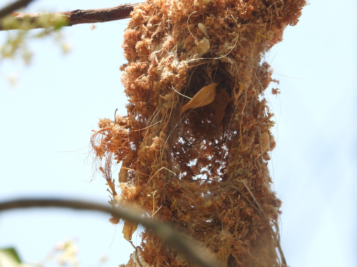 gjøglertodityrann - ML632237416