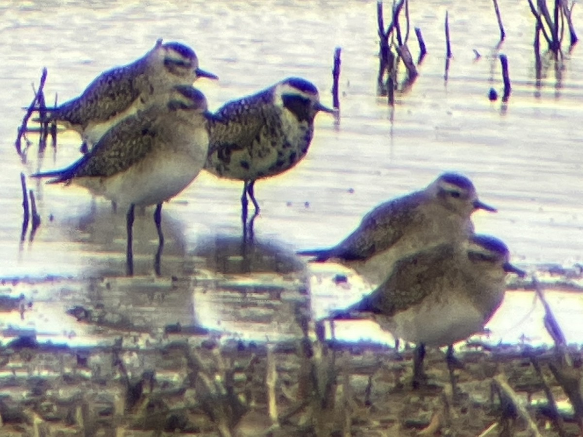 American Golden-Plover - ML632237426