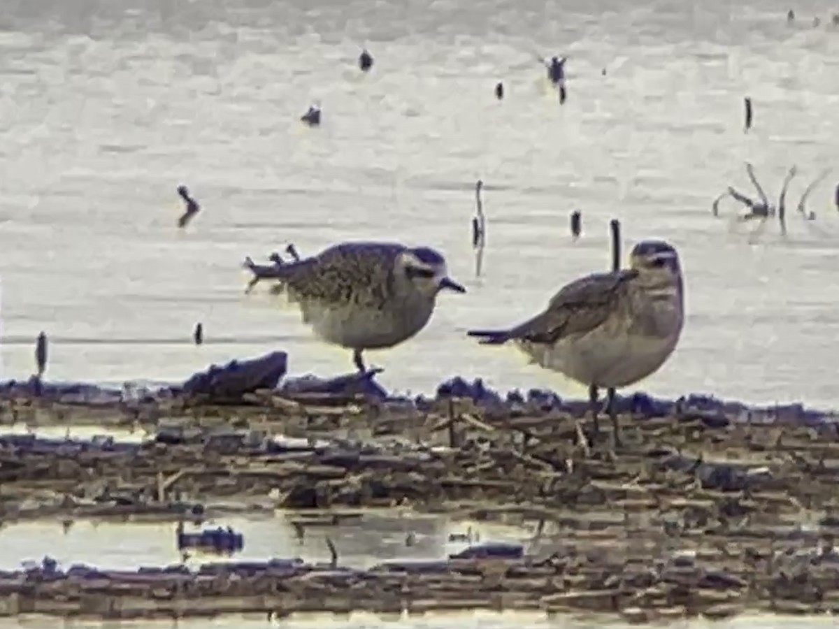 American Golden-Plover - ML632237427
