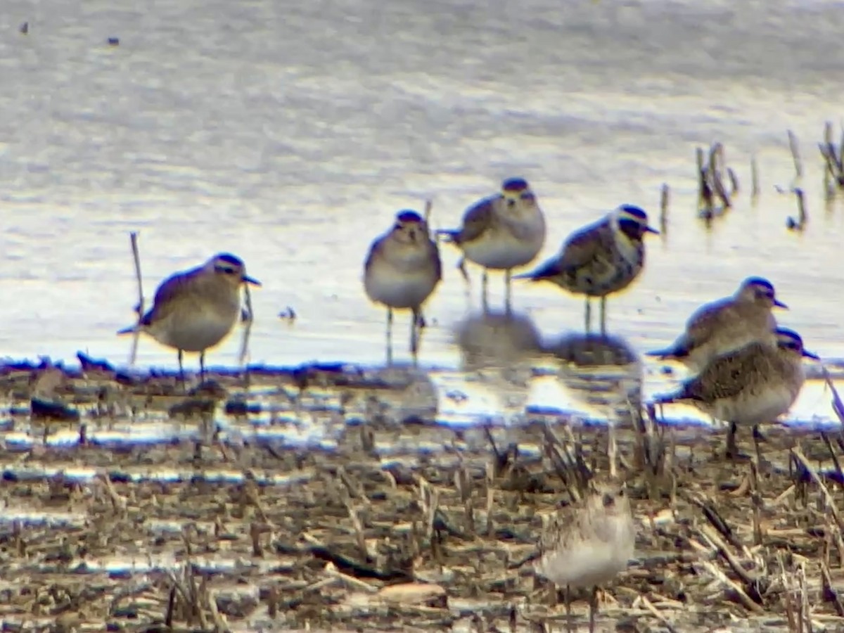 American Golden-Plover - ML632237428