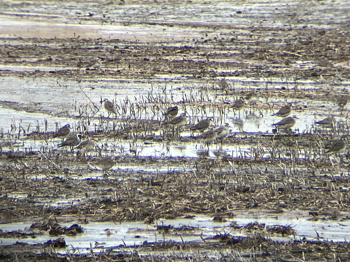 American Golden-Plover - ML632237429