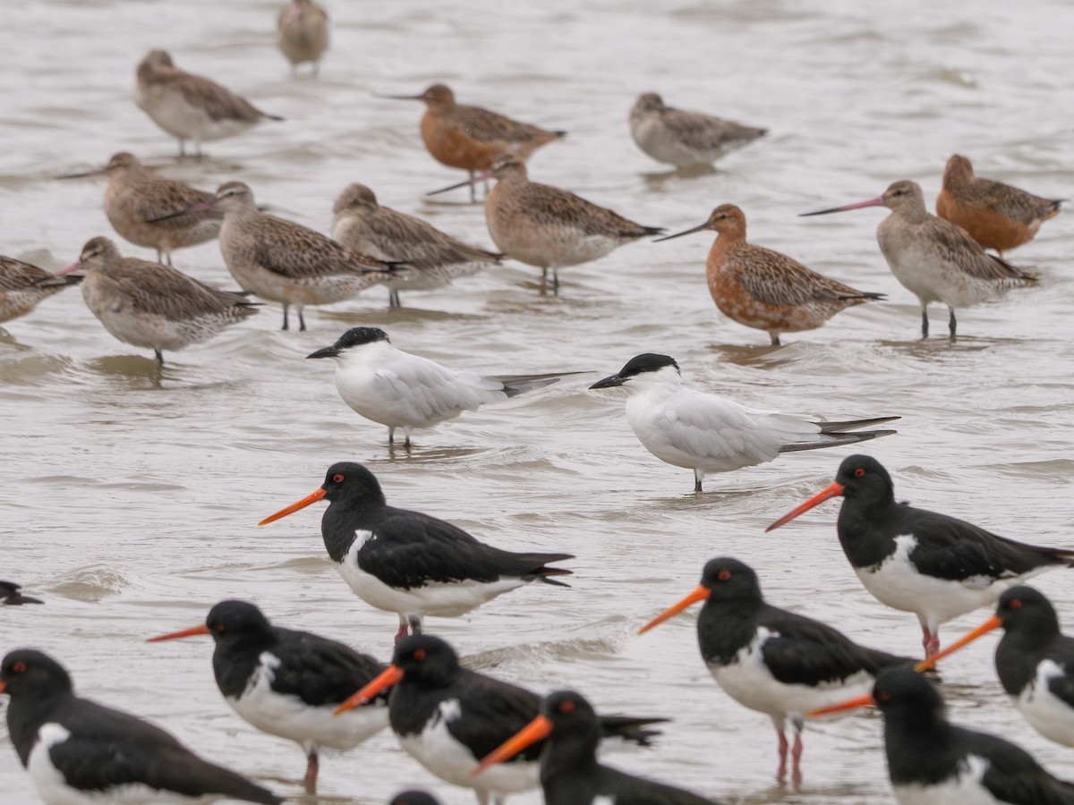 Australian Tern - ML632237433