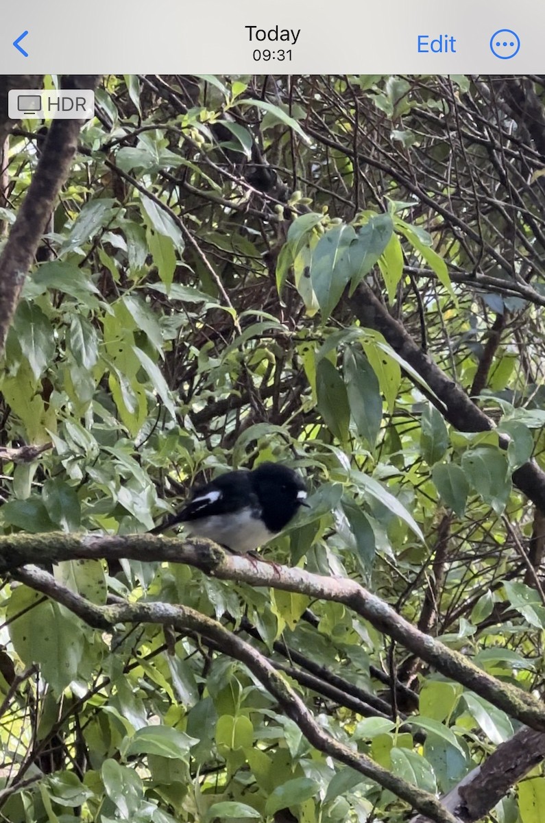 Tomtit - ML632237448