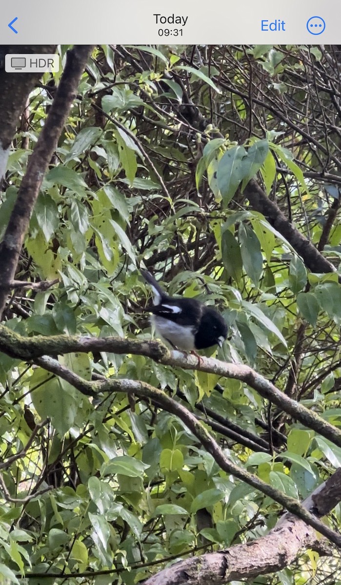 Tomtit - ML632237449