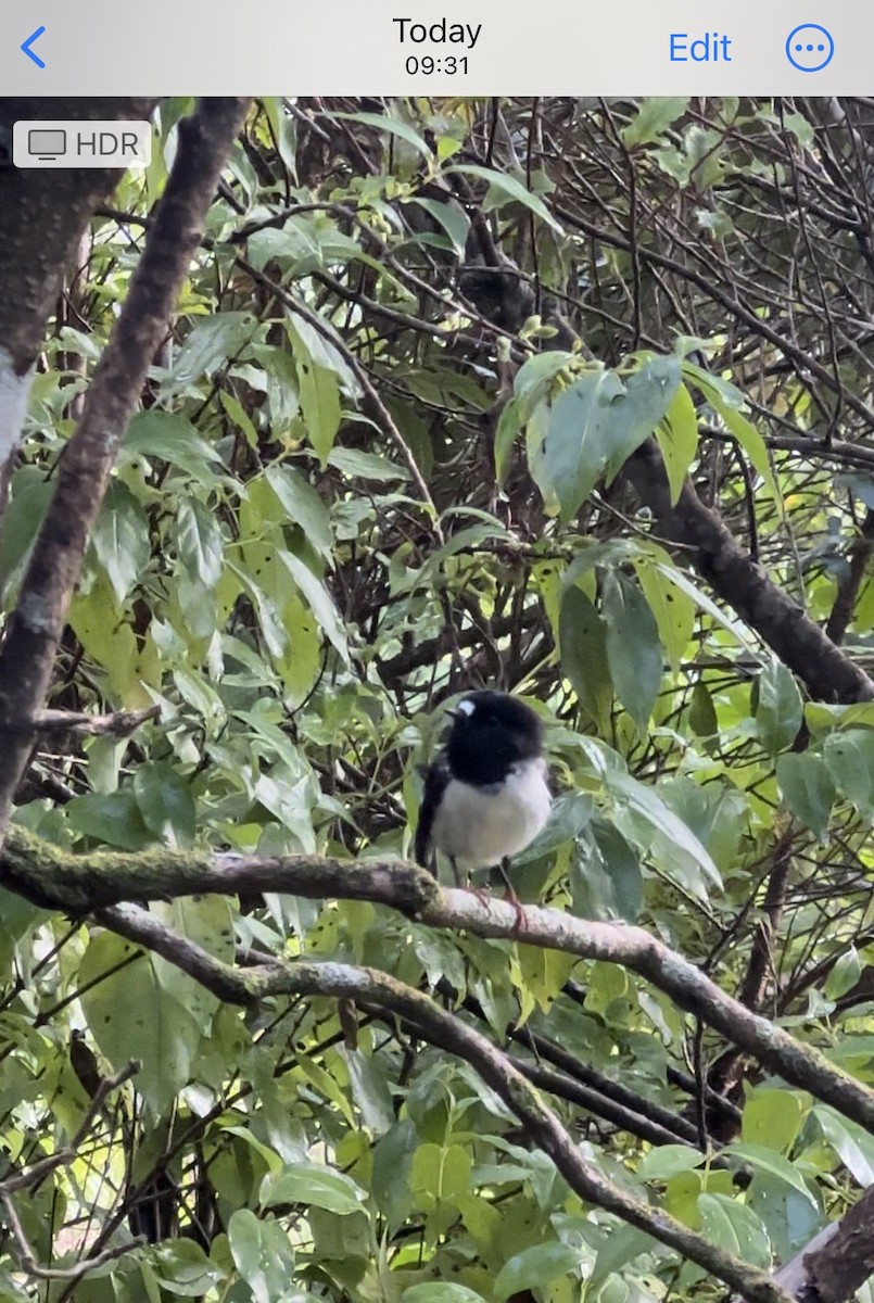 Tomtit - ML632237450