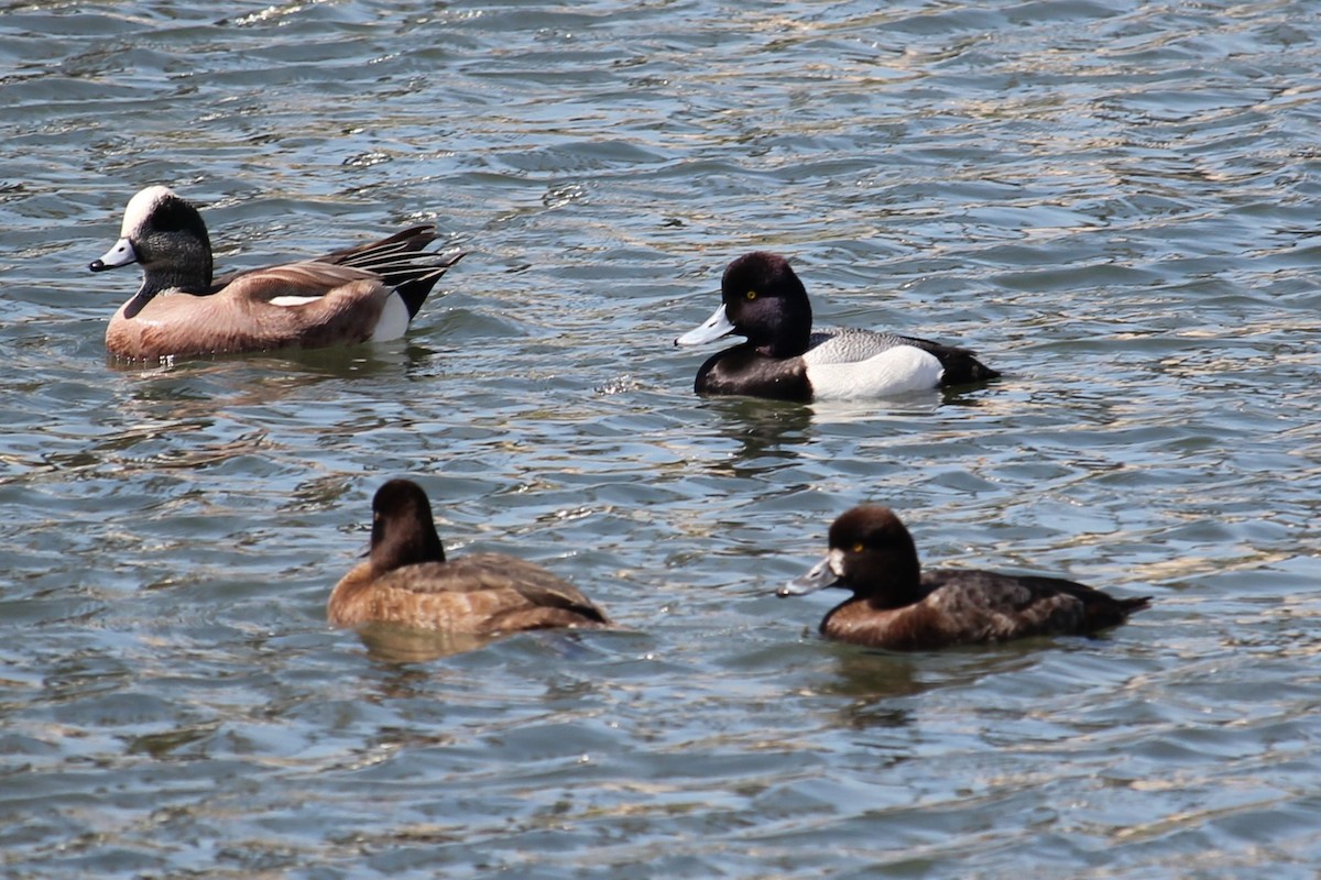 Lesser Scaup - ML632237455