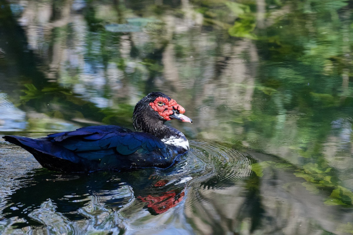 Muscovy Duck (Domestic type) - ML632237459