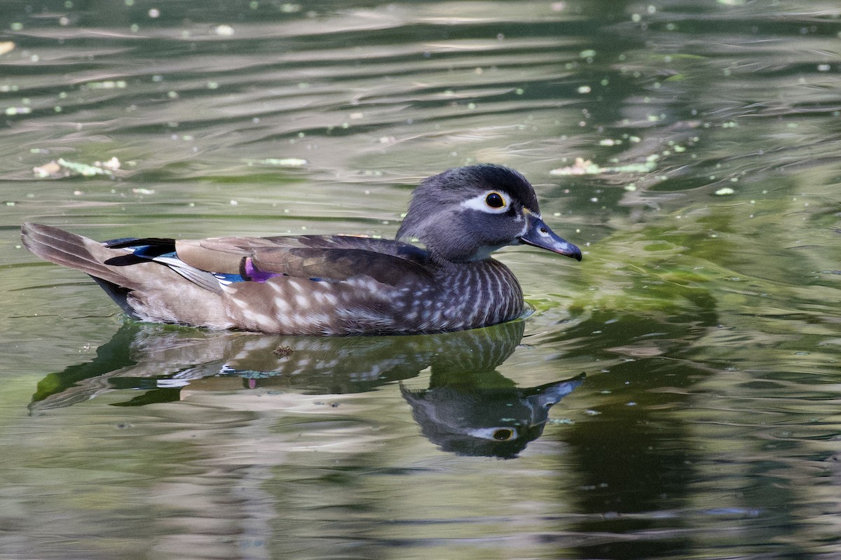 Wood Duck - ML632237483