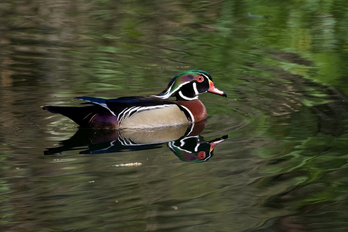 Wood Duck - ML632237494