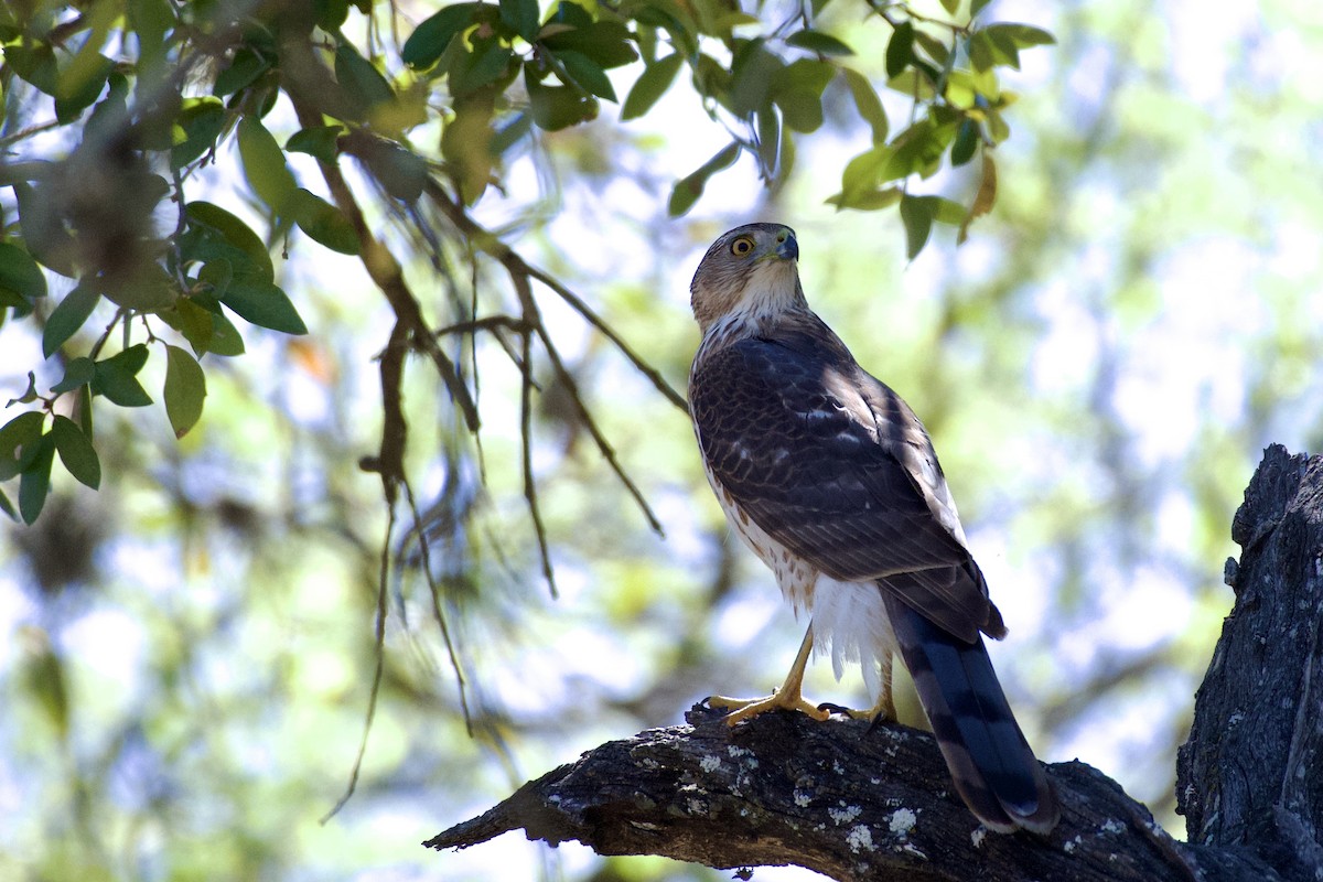 Cooper's Hawk - ML632237562