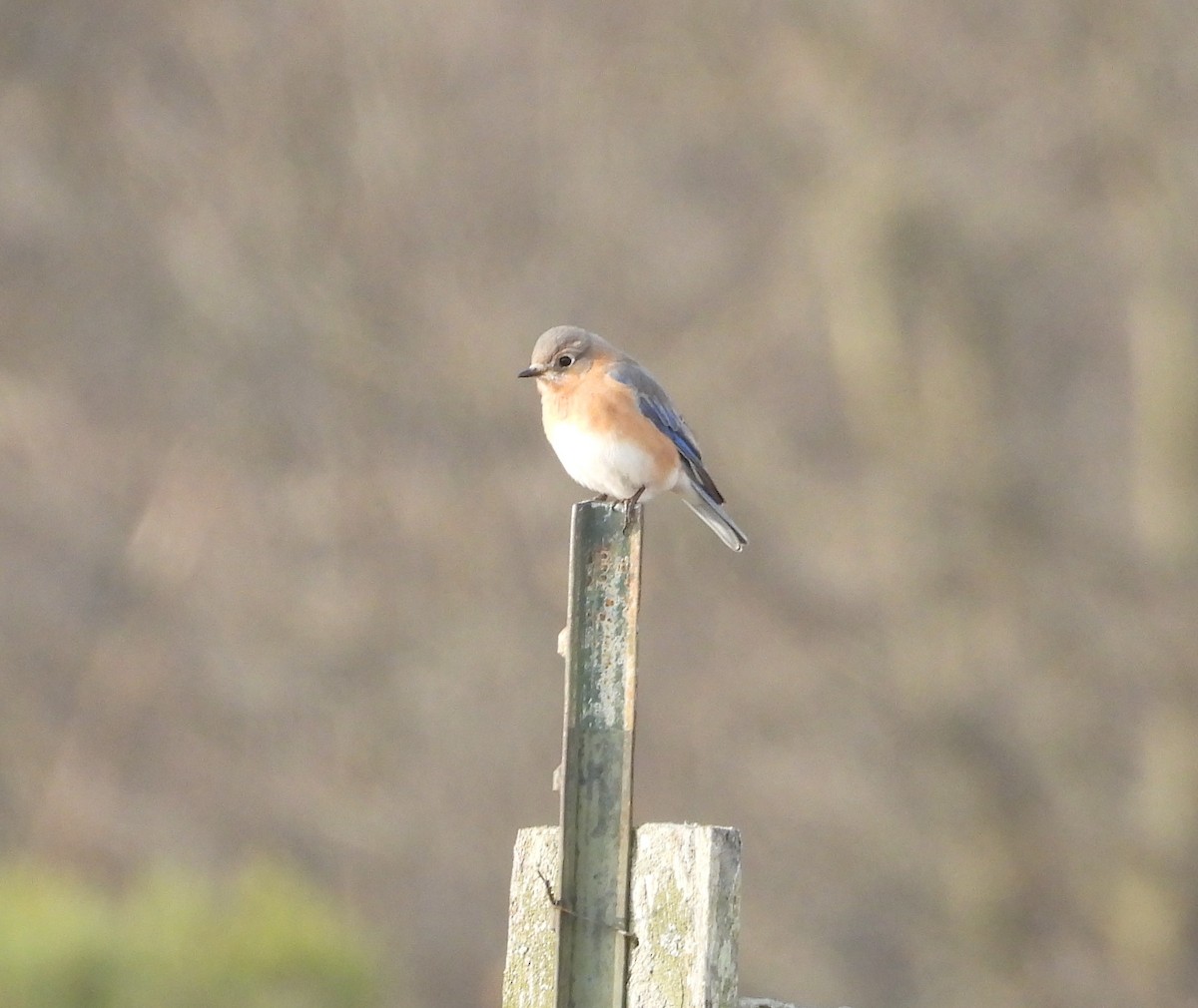 Eastern Bluebird - ML632237564