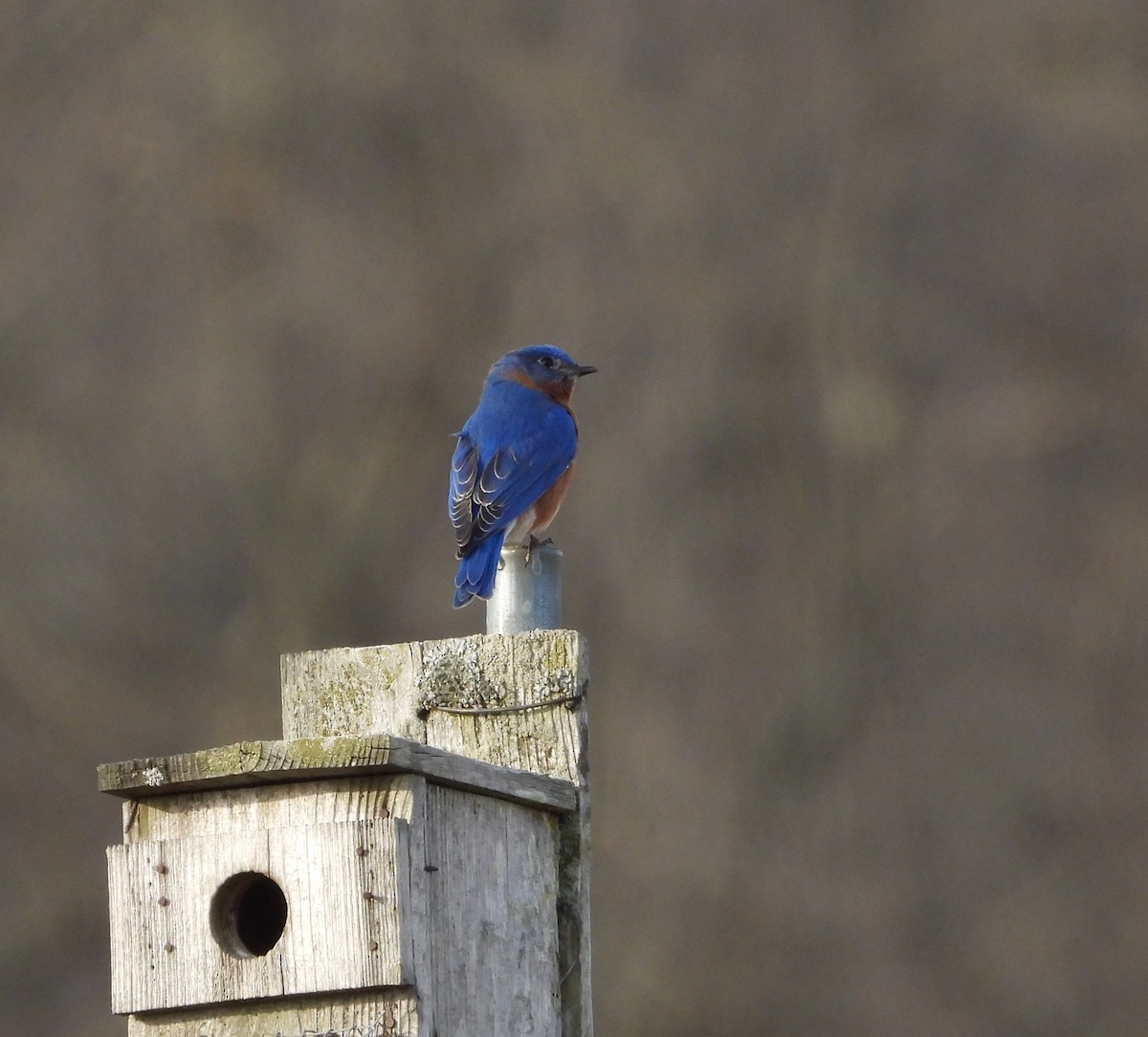 Eastern Bluebird - ML632237566
