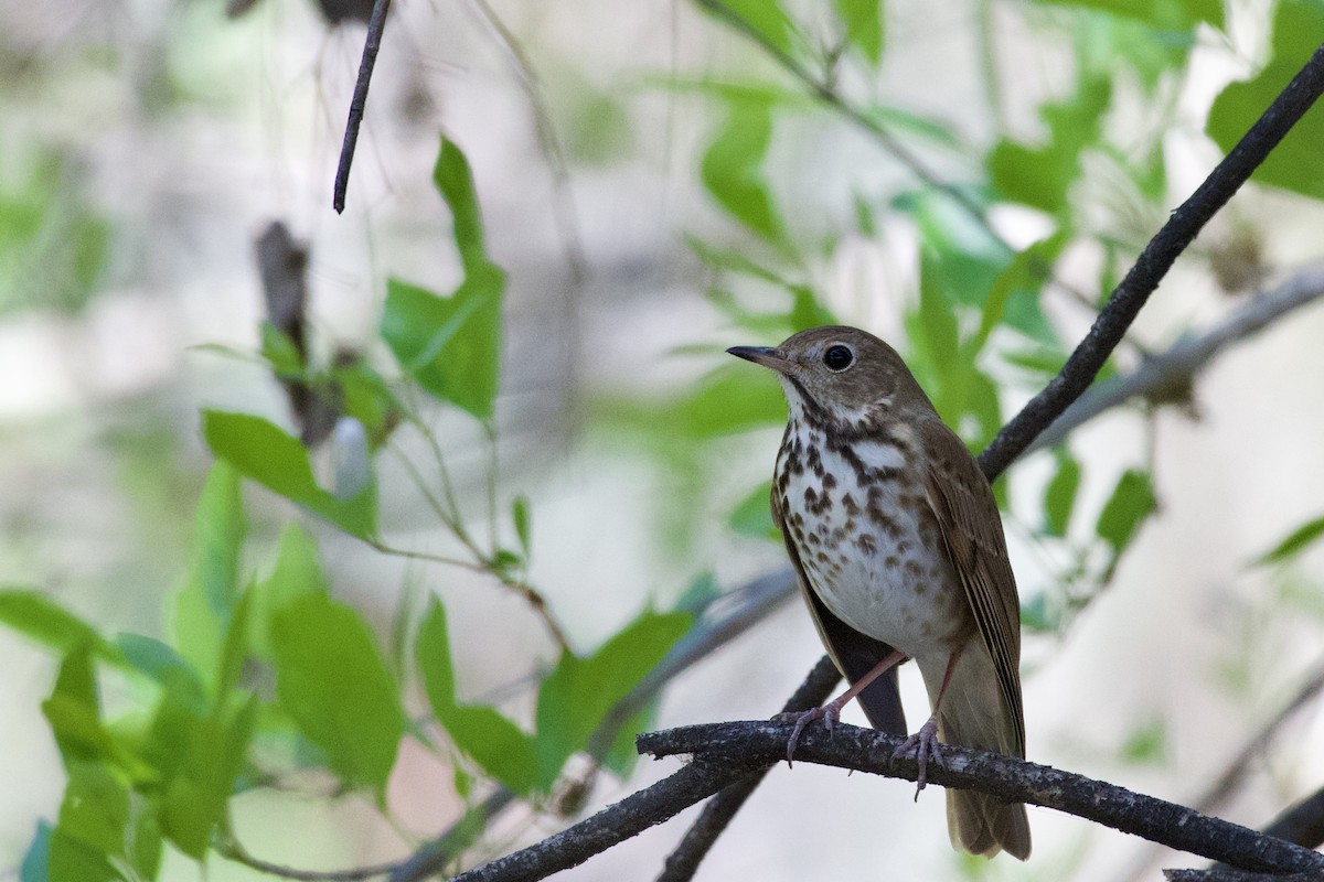 Hermit Thrush - ML632237615