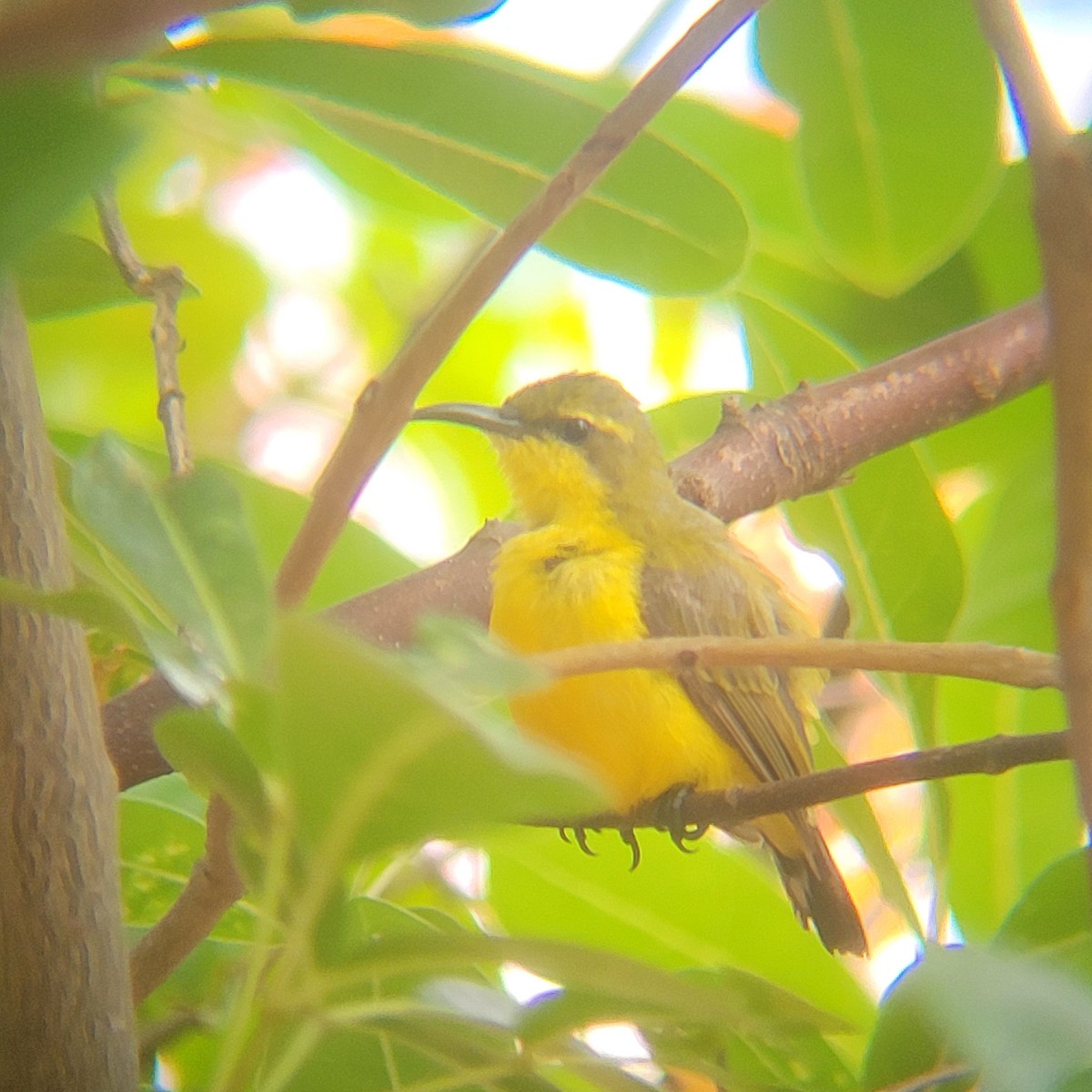 Sahul Sunbird - ML632237668