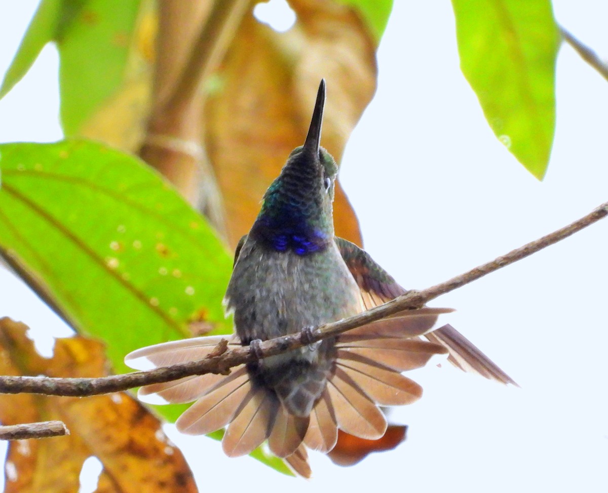 Violet-chested Hummingbird - ML632237670