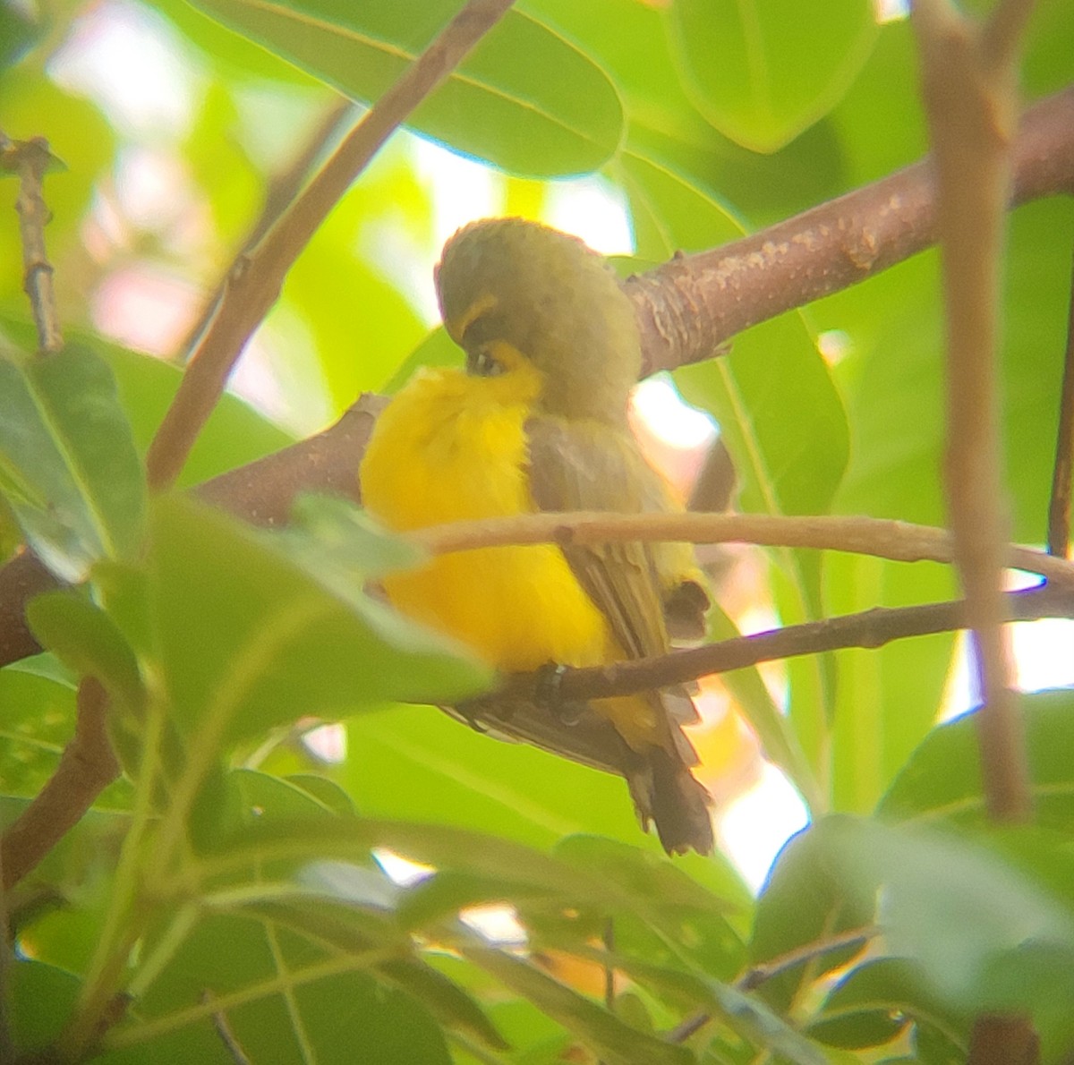Sahul Sunbird - ML632237673
