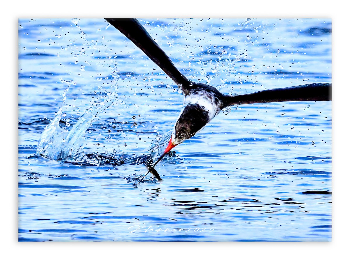 Black Skimmer - ML632237675