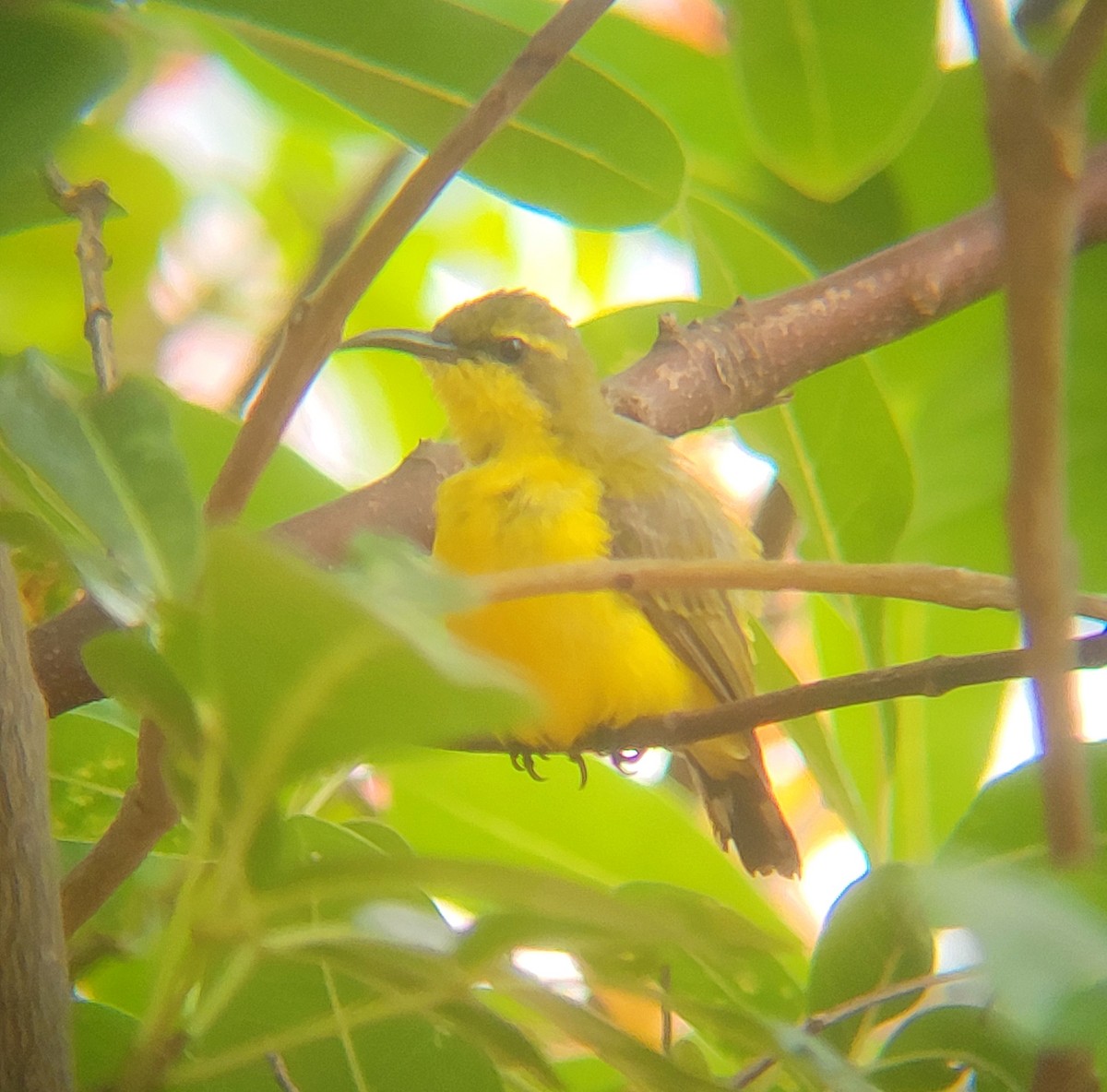 Sahul Sunbird - ML632237680