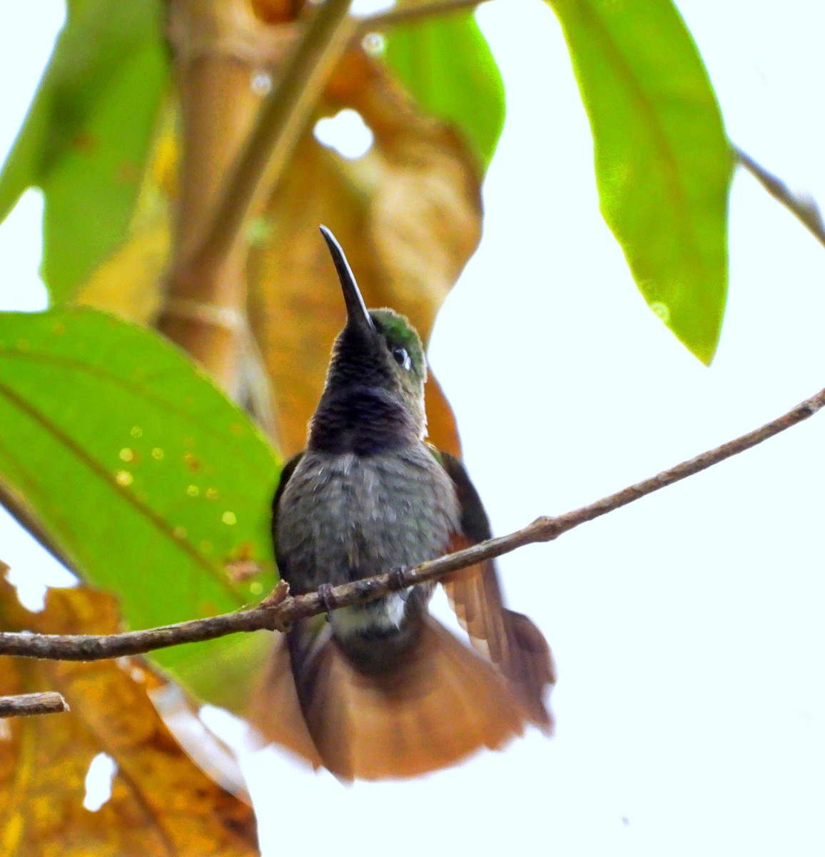 Violet-chested Hummingbird - ML632237685