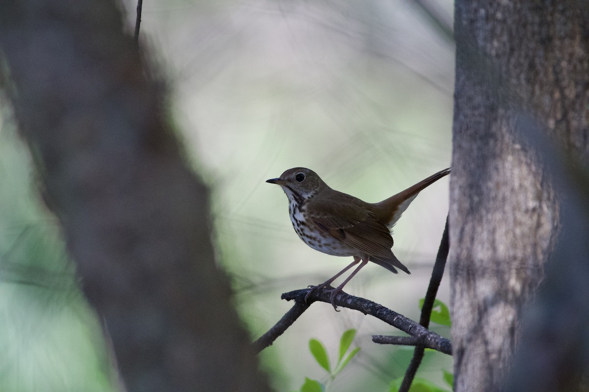 Hermit Thrush - ML632237688