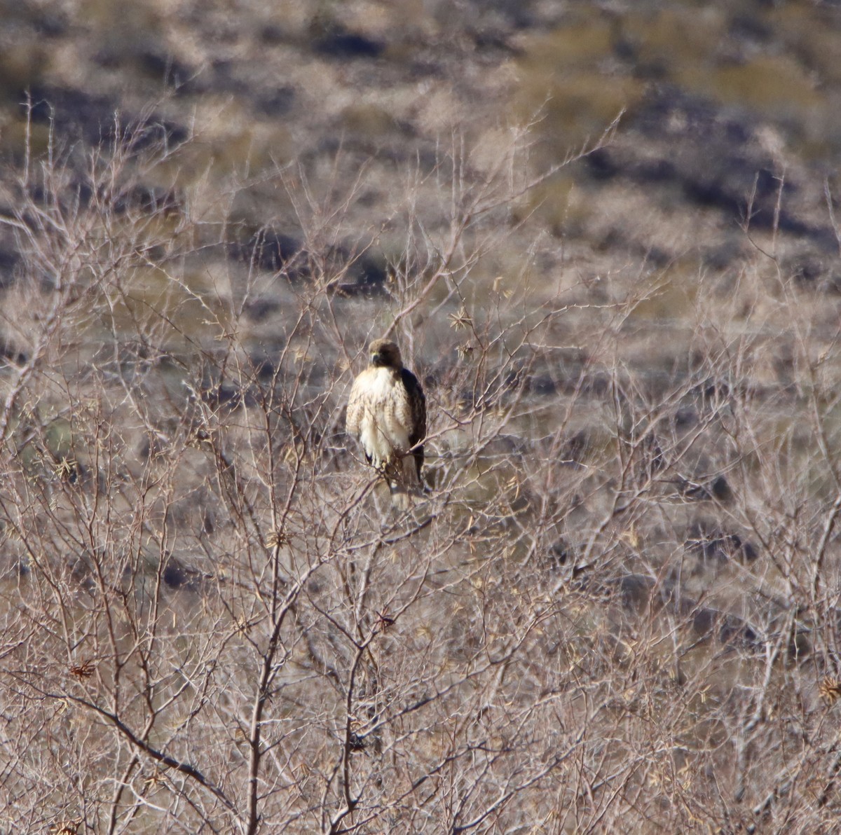 eBird Checklist - 16 Mar 2025 - stakeout Great Kiskadee, Radium Springs ...