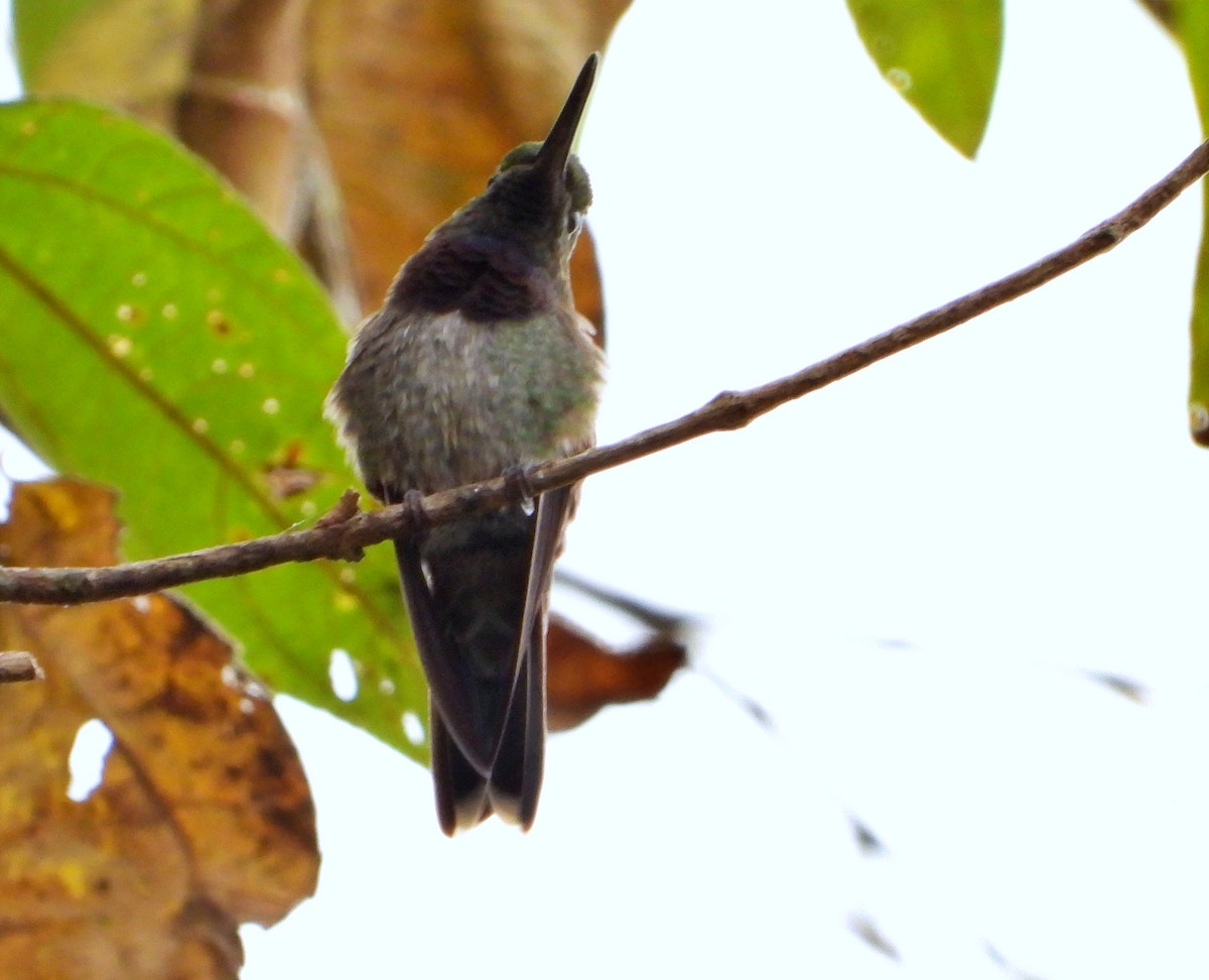 Violet-chested Hummingbird - ML632237732