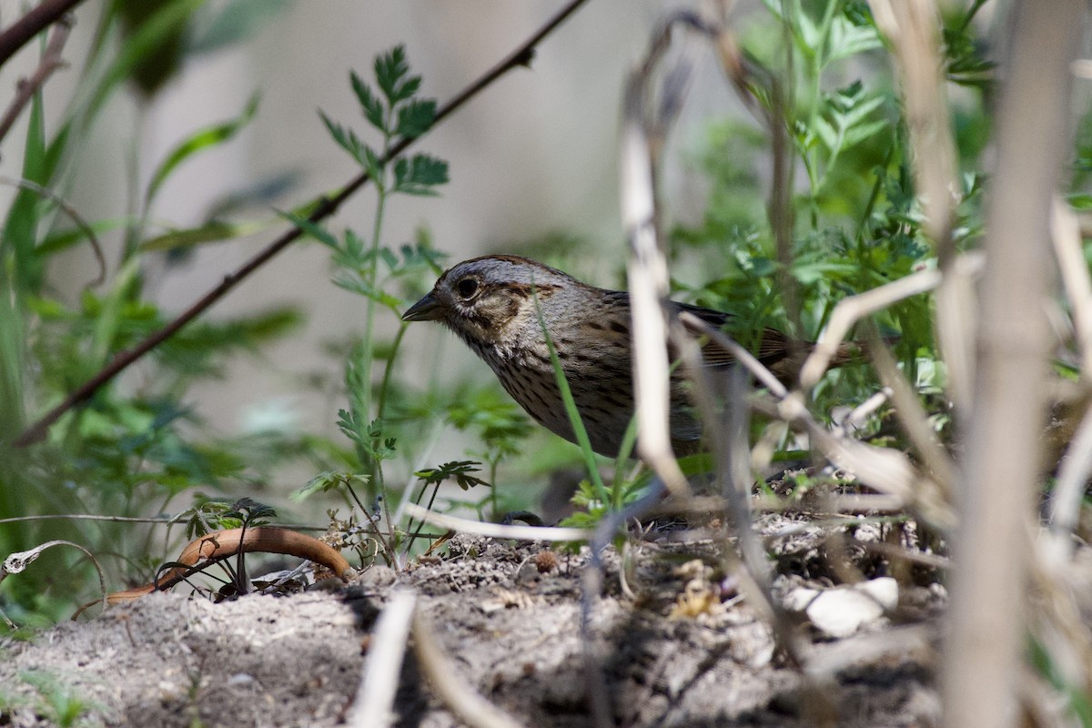 Lincoln's Sparrow - ML632237735