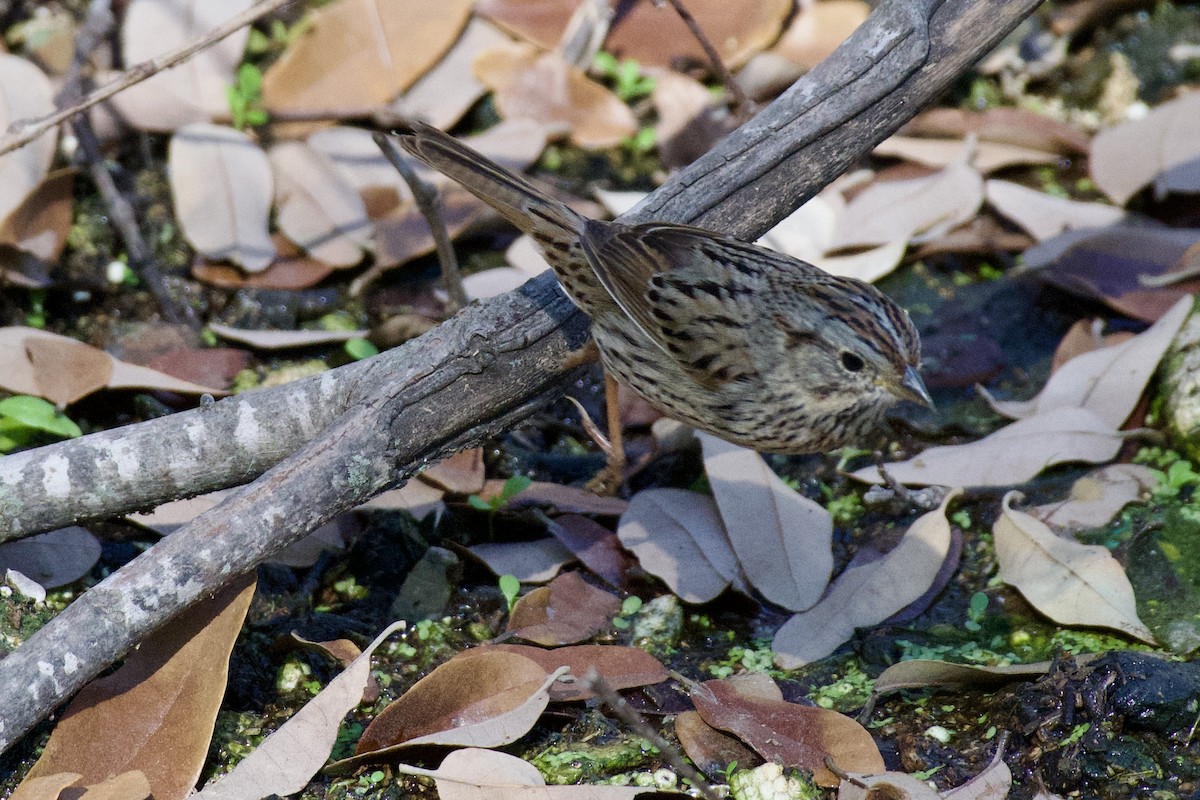 Lincoln's Sparrow - ML632237736