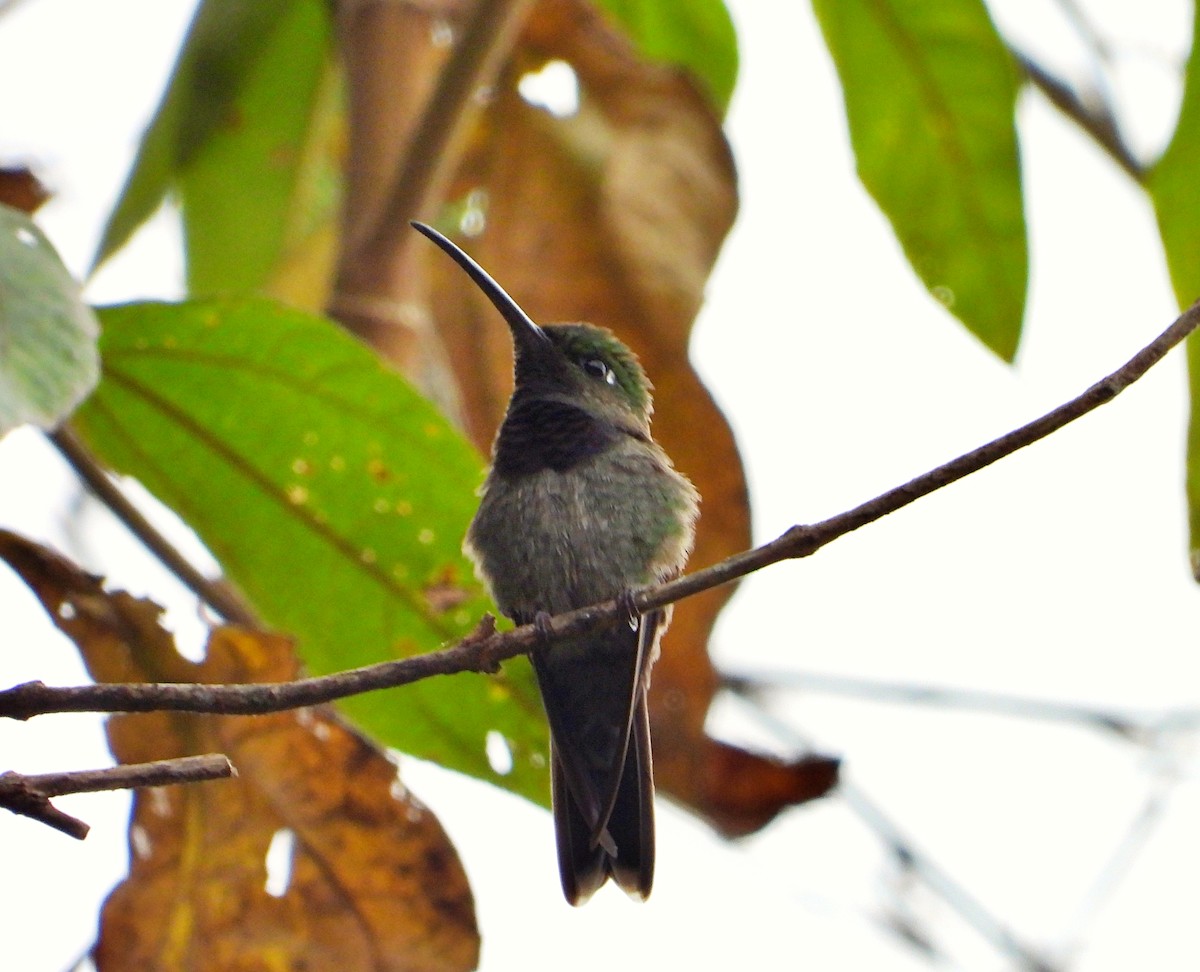 Violet-chested Hummingbird - ML632237753