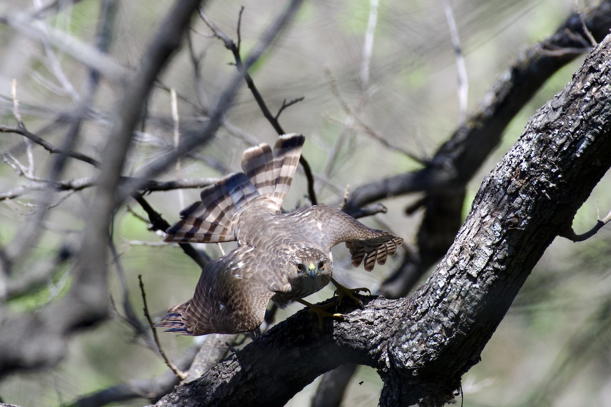 Cooper's Hawk - ML632237755