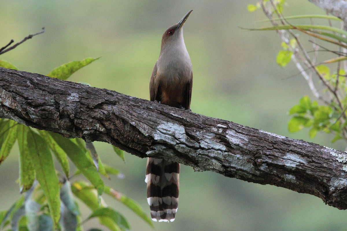 Puerto Rican Lizard-Cuckoo - ML632237759