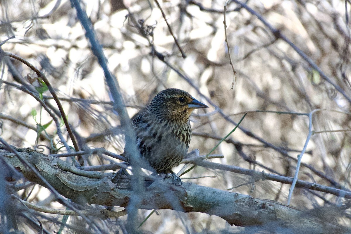 Red-winged Blackbird - ML632237775