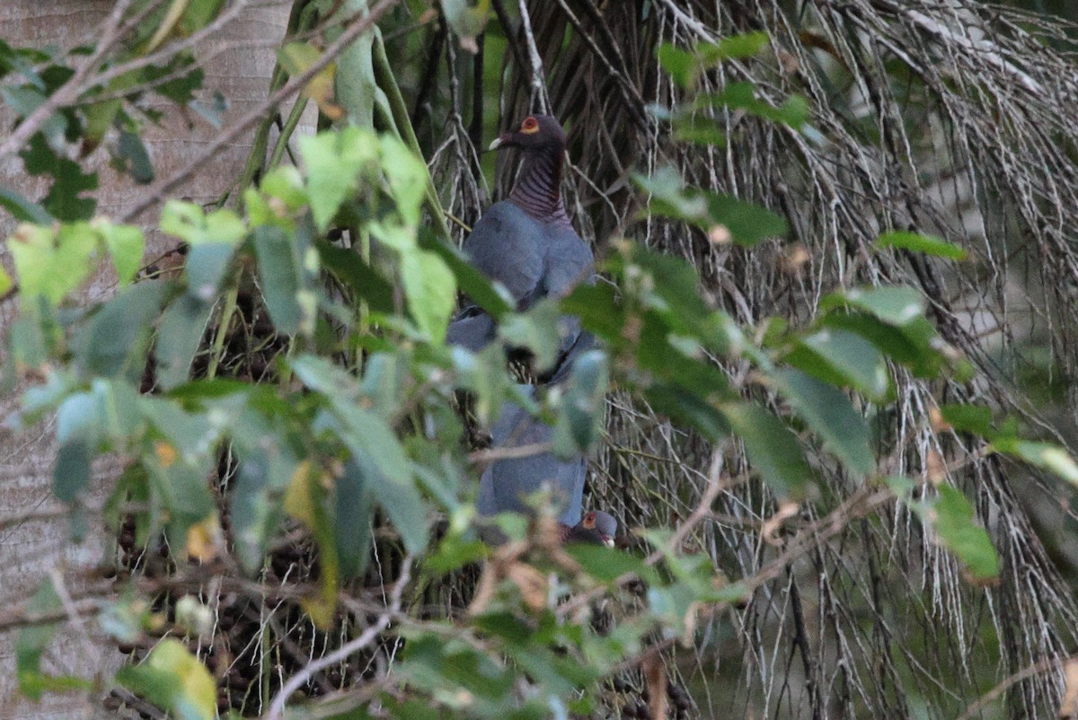 Scaly-naped Pigeon - ML632237777